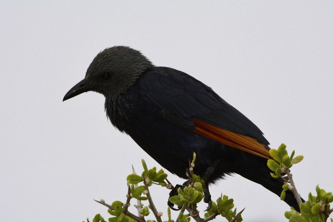 Red-Winged Starling - Onychognathus morio  Cape Town,Fall,Geotagged,Onychognathus morio,Red-winged starling,South Africa,Starling