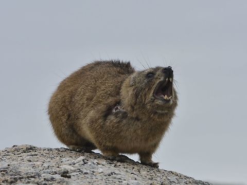 Calling out for you This Rock Hyrax - Procavia capensis was perched on top of a boulder, making calls Fall,Geotagged,Procavia capensis,Rock hyrax,South Africa