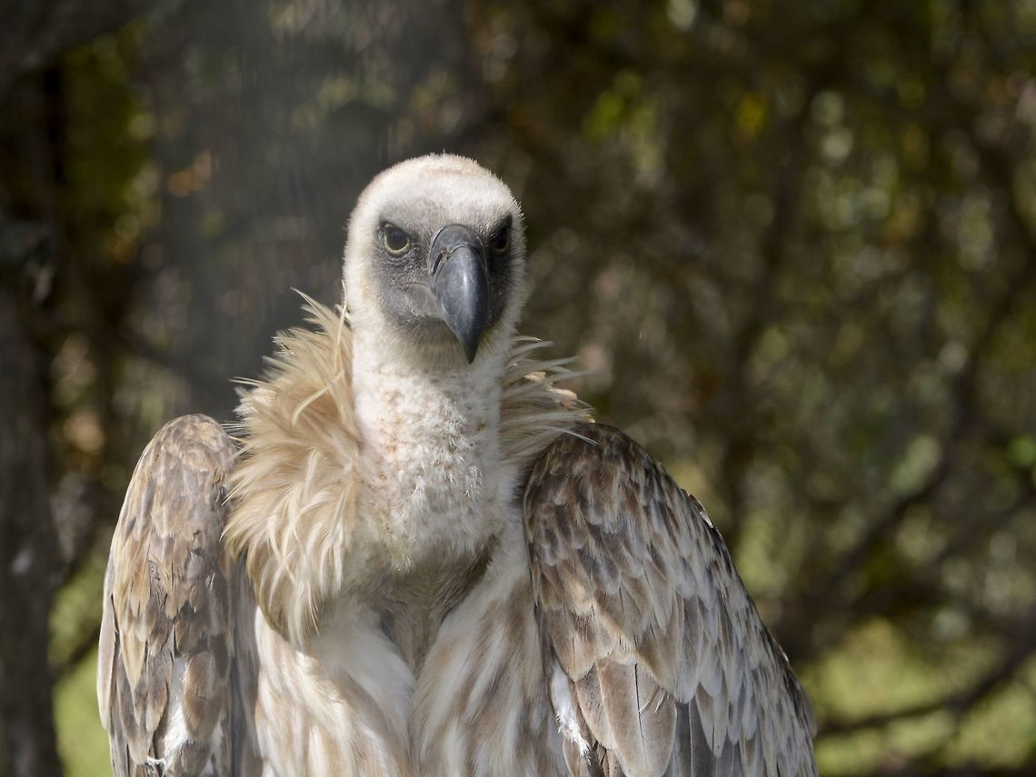 Cape Vulture - Gyps coprotheres This Cape Vulture - Gyps coprotheres was seen at Eagle Encounters, Spier Wine Farm.<br />
They have a rehabilitation program and where possible, rehabilitated birds are released to the wild. Cape Vulture,Fall,Geotagged,Gyps coprotheres,South Africa,Stellonbosch,Vulture