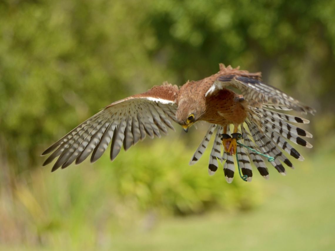 In-flight This Greater Kestrel - Falco rupicoloides was part of the Eagle Encounters exhibit and show.<br />
Its one of the smaller Birds of Prey at Eagle Encounters, Spier Wine Farm.<br />
They have a rehabilitation program and where possible, rehabilitated birds are released to the wild.<br />
Falco rupicoloides,Fall,Geotagged,Greater Kestrel,South Africa