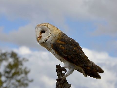 Ready for flight This African Grass Owl - Tyto capensis was seen at Eagle Encounters, Spier Wine Farm.
They have a rehabilitation program and where possible, rehabilitated birds are released to the wild. African grass owl,Barn Owl,Fall,Geotagged,Owl,South Africa,Stellenbosch,Tyto capensis