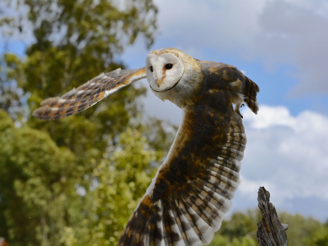 Graceful flight This African Grass Owl - Tyto capensis was seen at Eagle Encounters, Spier Wine Farm.<br />
They have a rehabilitation program and where possible, rehabilitated birds are released to the wild. African grass owl,Barn Owl,Fall,Geotagged,Owl,South Africa,Stellenbosch,Tyto capensis