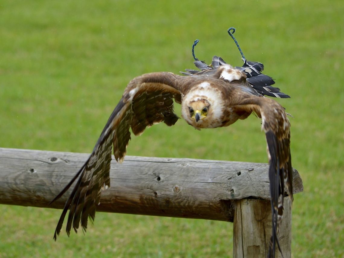 Taking flight This is one of the Eagle seen at Eagle Encounters, Spier Wine Farm.<br />
They have a rehabilitation program and where possible, rehabilitated birds are released to the wild. Buteo buteo,Common buzzard,Fall,Geotagged,South Africa
