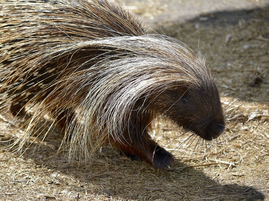 Crested porcupine - Hystrix cristata This Porcupine was seen at Eagle Encounters, Spier Wine Farm.<br />
They have an animal rehabilitation program where animals rescued from pet industry or injured animals are kept before being released to the wild. Crested porcupine,Fall,Geotagged,Hystrix cristata,Porcupine,South Africa,Stellenbosch,crested porcupine