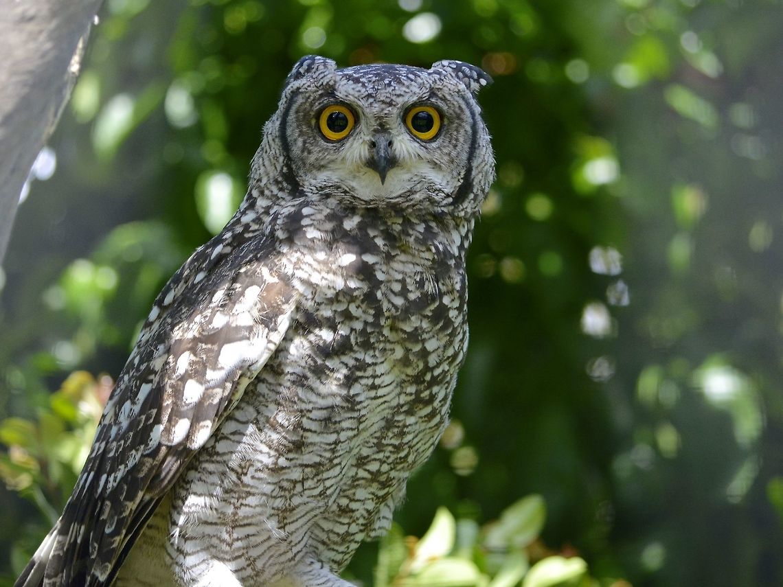 Cape Eagle Owl - Bubo capensis This Cape Eagle Owl - Bubo capensis was seen at Eagle Encounters, Spier Wine Farm.<br />
They have a rehabilitation program and where possible, rehabilitated birds are released to the wild. Bubo capensis,Cape eagle-owl,Eagle,Eagle-Owl,Fall,Geotagged,Owl,South Africa,Stellenbosch