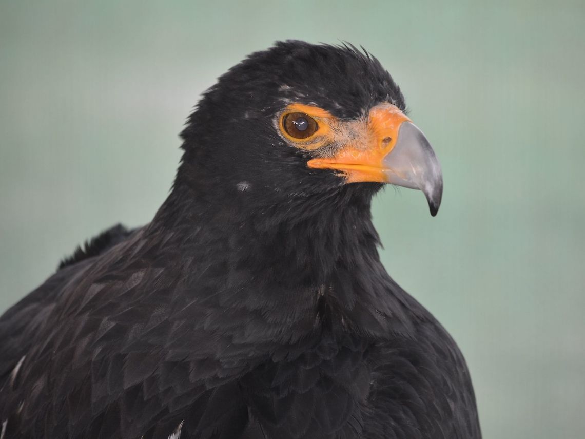 Verreaux's Eagle - Aquila verreauxii This Eagle was seen at Eagle Encounters, Spier Wine Farm.<br />
They have a rehabilitation program and where possible, rehabilitated birds are released to the wild. Aquila verreauxii,Eagle,Fall,Geotagged,South Africa,Stellenbosch,Verreauxs Eagle