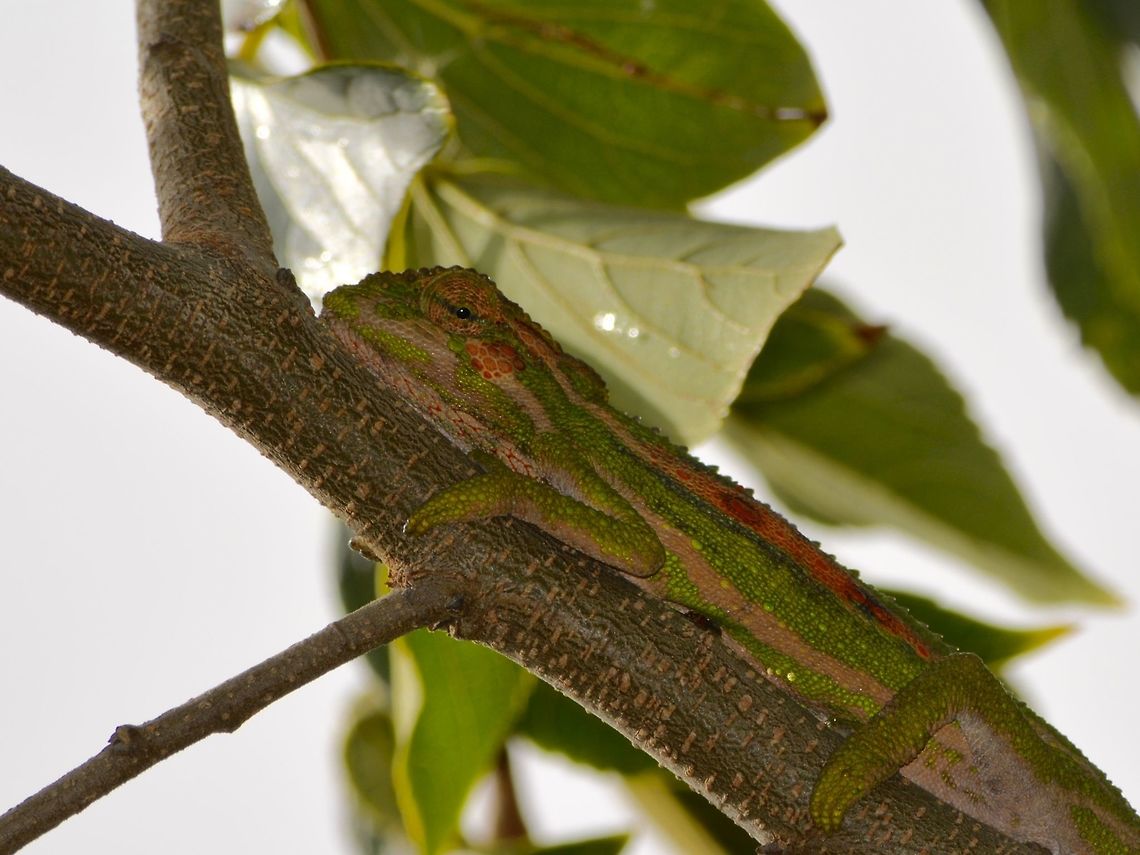 Cape Dwarf Chameleon - Bradypodion pumilum Interesting colours that this Cape Dwarf Chameleon - Bradypodion pumilum has taken-up, with pink and light green. Bradypodion pumilum,Chameleon,Fall,Geotagged,South Africa,Stellenbosch,cape dwarf chameleon