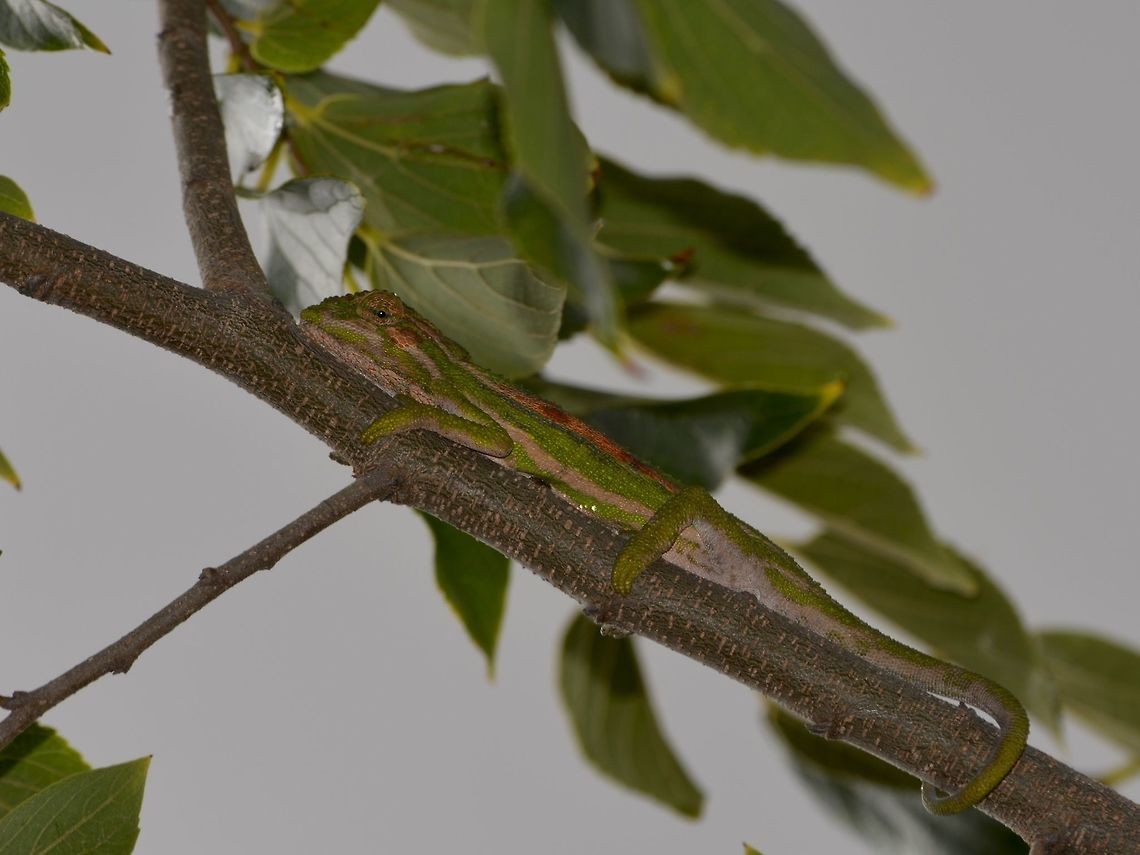 Cape Dwarf Chameleon - Bradypodion pumilum  Bradypodion pumilum,Chameleon,Fall,Geotagged,South Africa,Stellenbosch,cape dwarf chameleon