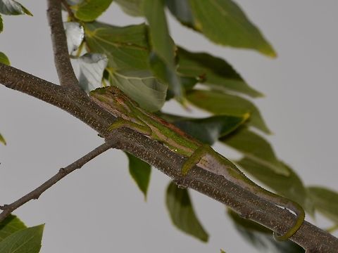 Cape Dwarf Chameleon - Bradypodion pumilum  Bradypodion pumilum,Chameleon,Fall,Geotagged,South Africa,Stellenbosch,cape dwarf chameleon