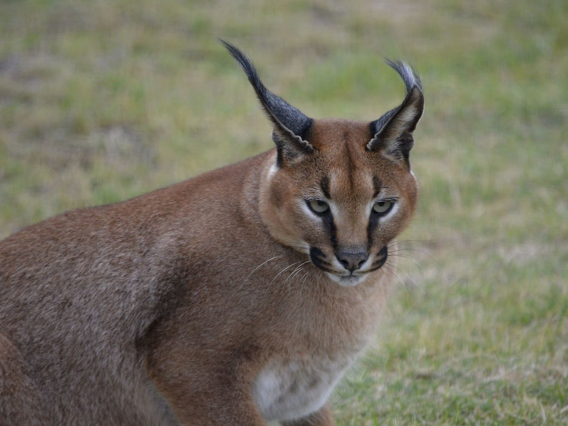 Caracal This Caracal was seen at Cheetah Outreach, Cape Town.<br />
Besides Cheetah, they also keep a few other Cats and animals in their facility. Cape Town,Caracal,Caracal caracal,Fall,Geotagged,South Africa