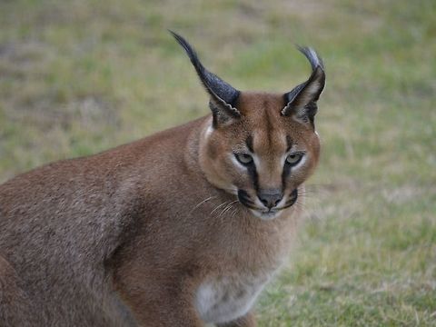 Caracal This Caracal was seen at Cheetah Outreach, Cape Town.
Besides Cheetah, they also keep a few other Cats and animals in their facility. Cape Town,Caracal,Caracal caracal,Fall,Geotagged,South Africa