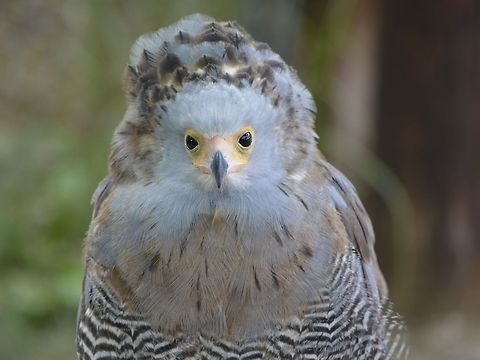 African harrier-hawk