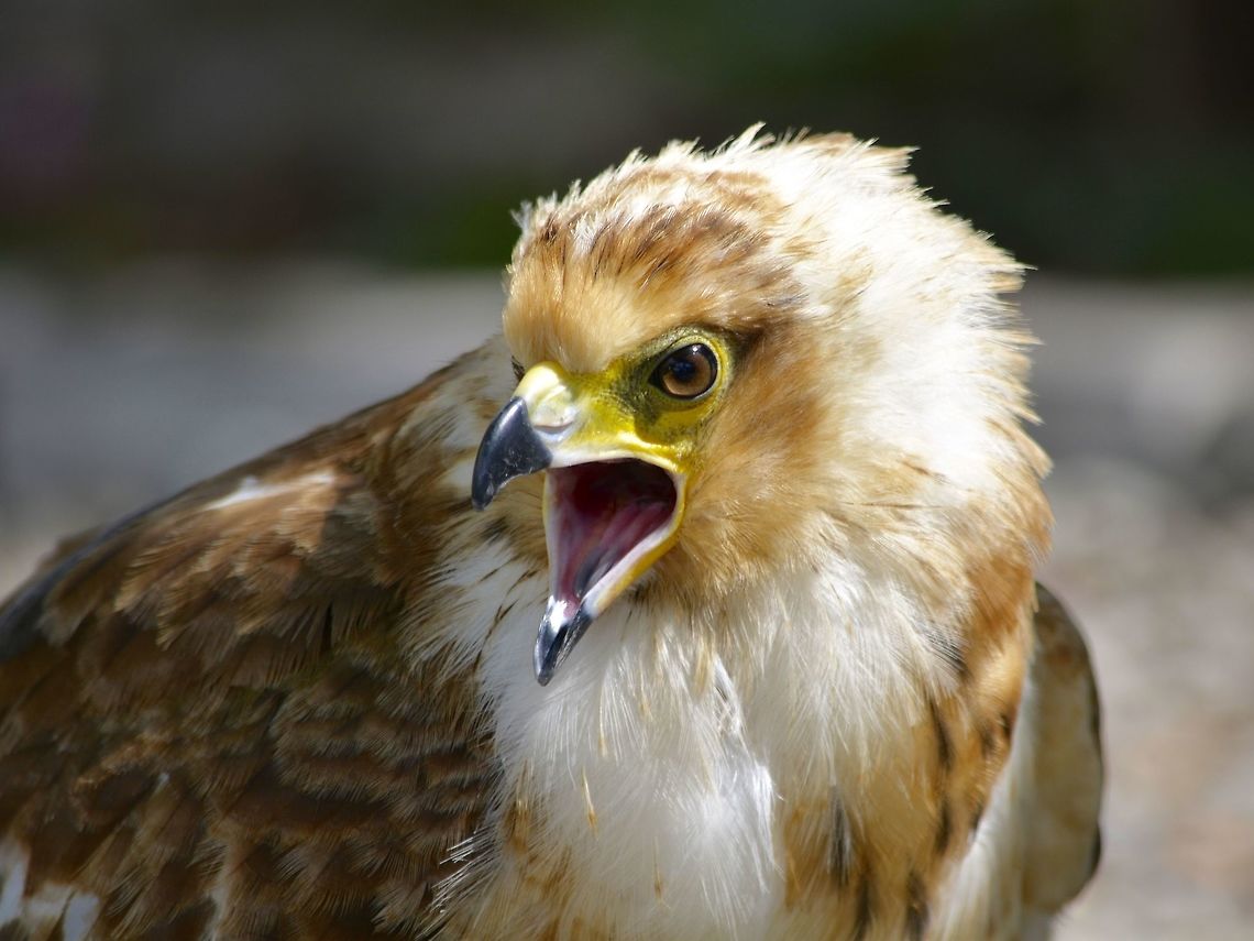 Shrieking This Eagle was seen at Eagle Encounters, Spier Wine Farm.<br />
They have a rehabilitation program and where possible, rehabilitated birds are released to the wild. Buteo buteo,Common buzzard,Eagle,Fall,Geotagged,South Africa,Stellenbosch