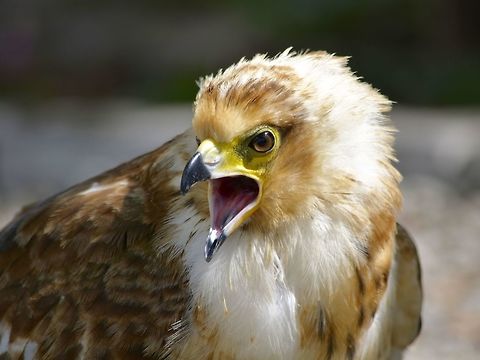 Shrieking This Eagle was seen at Eagle Encounters, Spier Wine Farm.
They have a rehabilitation program and where possible, rehabilitated birds are released to the wild. Buteo buteo,Common buzzard,Eagle,Fall,Geotagged,South Africa,Stellenbosch