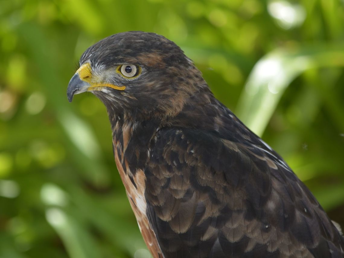 Eagle This Eagle was seen at Eagle Encounters, Spier Wine Farm.<br />
They have a rehabilitation program and where possible, rehabilitated birds are released to the wild. Buteo rufofuscus,Eagle,Fall,Geotagged,Jackal Buzzard,South Africa,Stellenbosch