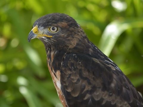 Eagle This Eagle was seen at Eagle Encounters, Spier Wine Farm.
They have a rehabilitation program and where possible, rehabilitated birds are released to the wild. Buteo rufofuscus,Eagle,Fall,Geotagged,Jackal Buzzard,South Africa,Stellenbosch