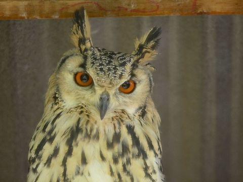 Orange-Eyed This Owl was seen at Eagle Encounters, Spier Wine Farm.
They have a rehabilitation program and where possible, rehabilitated birds are released to the wild. Bubo africanus,Bubo bubo,Eurasian eagle-owl,Fall,Geotagged,Owl,South Africa,Spotted Eagle-Owl,Stellenbosch