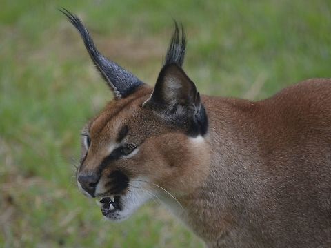 Caracal, showing its fangs This Caracal was seen Cheetah Outreach, Cape Town.
Besides Cheetah, they also keep a few other Cats and animals in their facility. Cape Town,Caracal,Caracal caracal,Fall,Geotagged,South Africa