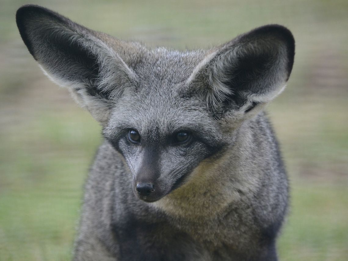 Bat-Eared Fox - Otocyon megalotis This Bat-Eared Fox was seen at Cheetah Outreach, Cape Town.<br />
Besides Cheetah, they also keep a few other Cats and animals in their facility. Bat-Eared Fox,Cape Town,Fall,Fox,Geotagged,Otocyon megalotis,South Africa