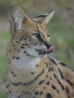 :p This Serval Cat - Leptailurus serval was seen at Cheetah Outreach, Cape Town.
Besides Cheetah, they also keep a few other Cats and animals in their facility. Cape Town,Cat,Fall,Geotagged,Leptailurus serval,Serval,Serval Cat,South Africa