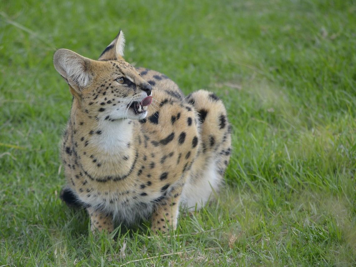 The Serval - Leptailurus serval This Serval Cat - Leptailurus serval was seen at Cheetah Outreach, Cape Town.<br />
Besides Cheetah, they also keep a few other Cats and animals in their facility. Cape Town,Cat,Fall,Geotagged,Leptailurus serval,Serval,Serval Cat,South Africa