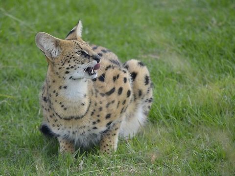 The Serval - Leptailurus serval This Serval Cat - Leptailurus serval was seen at Cheetah Outreach, Cape Town.
Besides Cheetah, they also keep a few other Cats and animals in their facility. Cape Town,Cat,Fall,Geotagged,Leptailurus serval,Serval,Serval Cat,South Africa