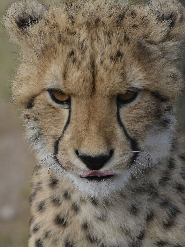 Cheetah Baby This Cheetah - Acinonyx jubatus was seen at Cheetah Outreach, Cape Town. Acinonyx jubatus,Cape Town,Cheetah,Fall,Geotagged,South Africa