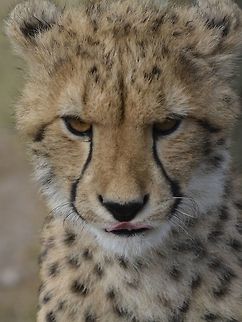 Cheetah Baby This Cheetah - Acinonyx jubatus was seen at Cheetah Outreach, Cape Town. Acinonyx jubatus,Cape Town,Cheetah,Fall,Geotagged,South Africa