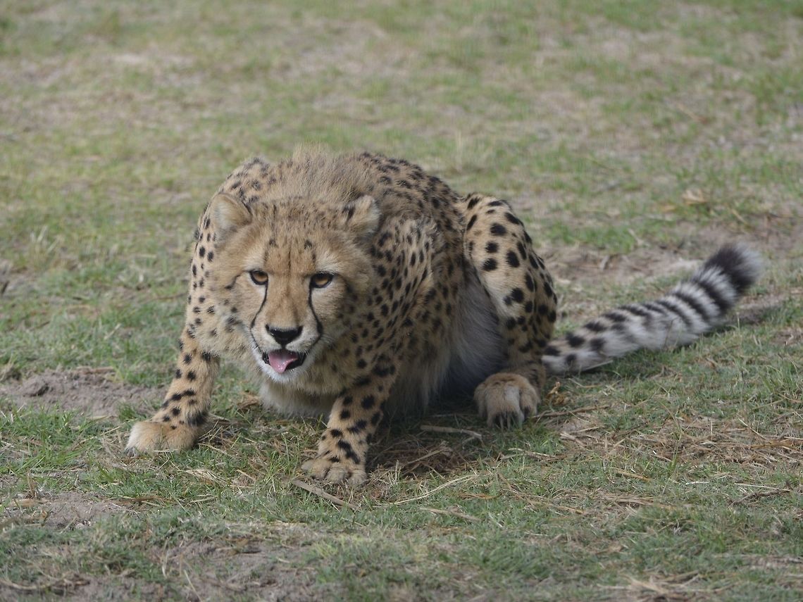 Reading to pounce This Cheetah - Acinonyx jubatus was seen at Cheetah Outreach, Cape Town. Acinonyx jubatus,Acinonyx jubatus venaticus,Asiatic Cheetah,Cheetah,Fall,Geotagged,South Africa