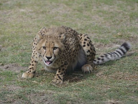 Reading to pounce This Cheetah - Acinonyx jubatus was seen at Cheetah Outreach, Cape Town. Acinonyx jubatus,Acinonyx jubatus venaticus,Asiatic Cheetah,Cheetah,Fall,Geotagged,South Africa