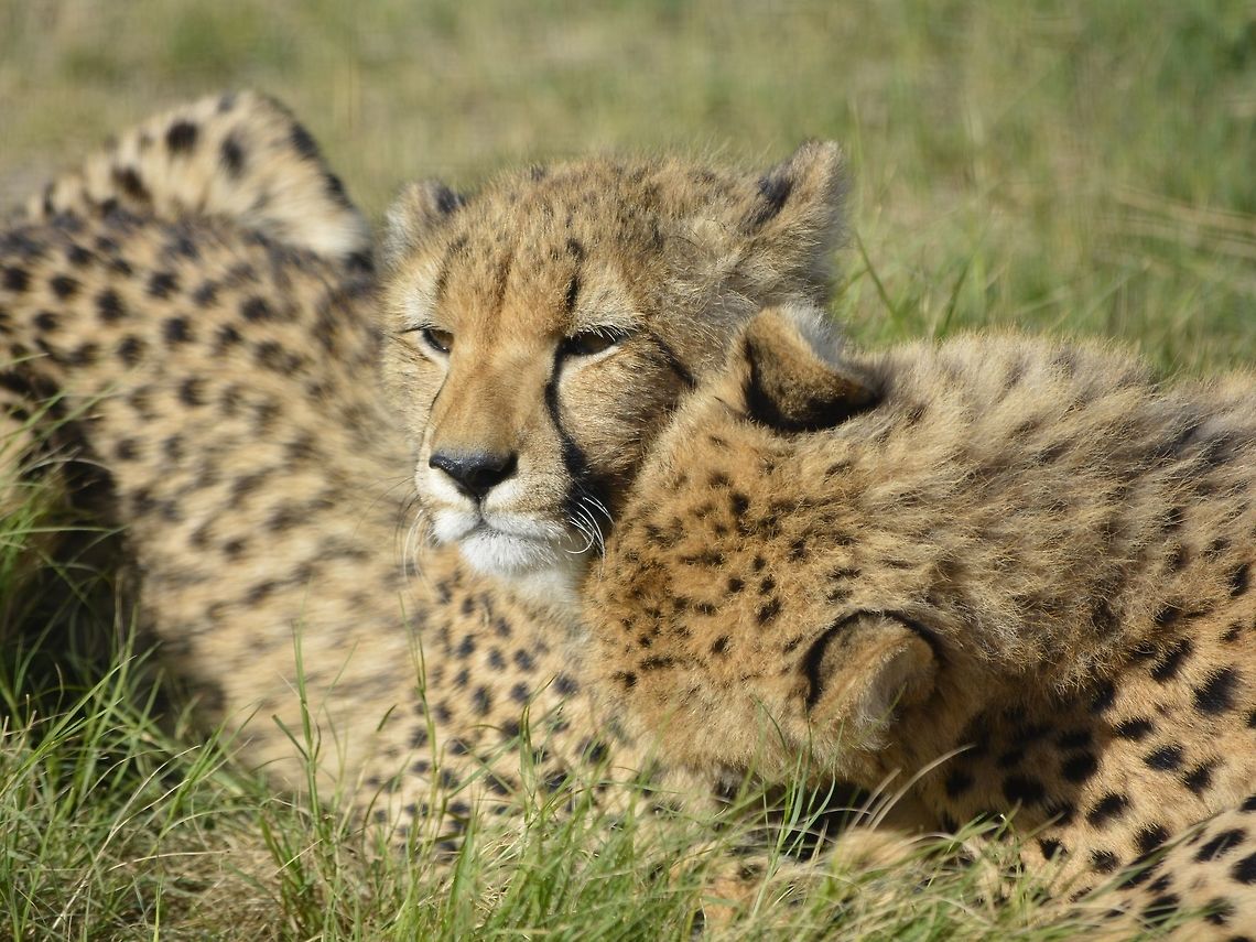 Siblings Cuddle This Baby Cheetahs - Acinonyx jubatus are siblings, were seen at Cheetah Outreach, Cape Town. Acinonyx jubatus,Cape Town,Cheetah,Fall,Geotagged,South Africa