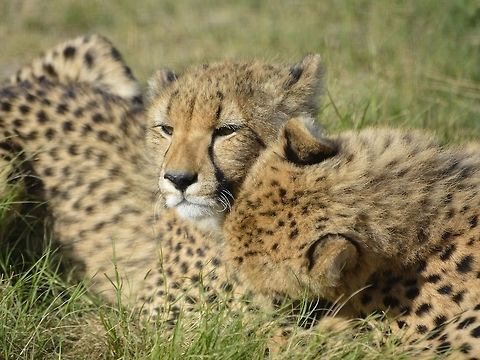 Siblings Cuddle This Baby Cheetahs - Acinonyx jubatus are siblings, were seen at Cheetah Outreach, Cape Town. Acinonyx jubatus,Cape Town,Cheetah,Fall,Geotagged,South Africa