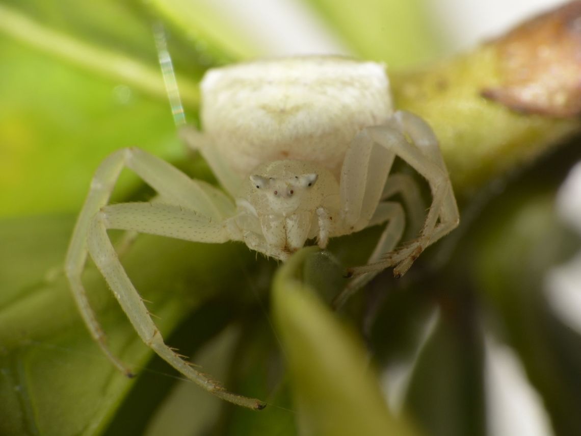 Crab Spider This Crab Spider was seen in the garden of a friend&#039;s house in Cape Town.<br />
<br />
Saw something similar from Philippines in yellow form :<br />
<br />
<figure class="photo"><a href="https://www.jungledragon.com/image/45414/yellow_crab_spider.html" title="Yellow Crab Spider"><img src="https://s3.amazonaws.com/media.jungledragon.com/images/2994/45414_thumb.jpg?AWSAccessKeyId=05GMT0V3GWVNE7GGM1R2&Expires=1759968010&Signature=EZKbM%2FhbE3OXMNnMZOwQm8pO4TY%3D" width="200" height="150" alt="Yellow Crab Spider This Crab Spider - Thomisus sp (?) capable to change colour over a period of time although they are mostly either white or yellow in colour.  They usually hangs around flowers, waiting for their prey.<br />
<br />
Update : Possible ID is Masked Crab Spider - Thomisus labefactus, seems to be a widely distributed species in Asia. Crab Spider,Geotagged,Philippines,Spider,Subic Bay,Summer,Thomisus,Thomisus sp" /></a></figure><br />
<br />
Update : Possible species documented from Cape Town are Thomisus daradioides and Thomisus kalaharinus. Cape Town,Crab Spider,Fall,Geotagged,South Africa,Thomisus,Thomisus sp