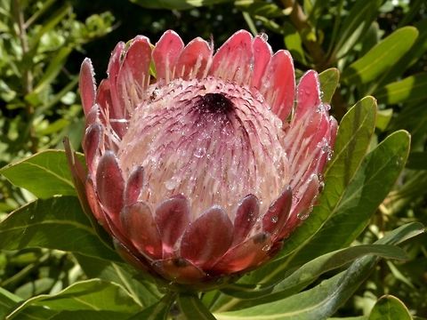 King Protea This King Protea - Protea cynaroides flower is the National Flower of South Africa. Cape Town,Fall,Flower,Geotagged,King protea,National Flower,Protea cynaroides,South Africa