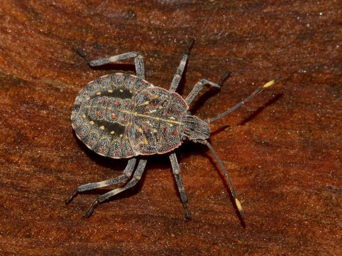 Nymph of Brown Stink Bug - Coenomorpha nervosa This Nymph of Stink Bug was seen in the garden of a friend&#039;s house in Cape Town. Brown Stink Bug,Cape Town,Coenomorpha,Coenomorpha nervosa,Fall,Geotagged,South Africa,Stink Bug,pentatomidae