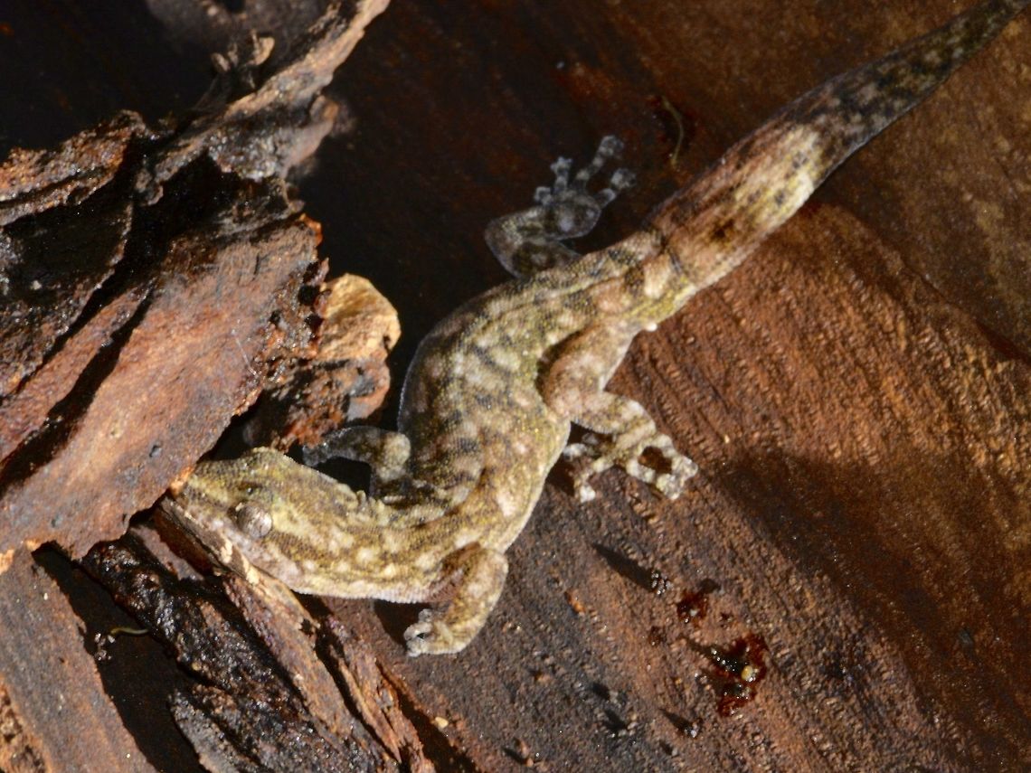 Marbled Leaf-Toed Gecko This Marbled Leaf-Toed Gecko - Afrogecko porphyreus was seen in the garden of a friend's house in Cape Town. Afrogecko porphyreus,Cape Town,Fall,Gecko,Geotagged,Marbled leaf-toed gecko,South Africa