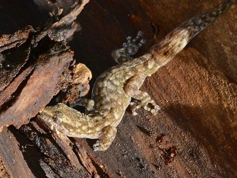 Marbled Leaf-Toed Gecko This Marbled Leaf-Toed Gecko - Afrogecko porphyreus was seen in the garden of a friend's house in Cape Town. Afrogecko porphyreus,Cape Town,Fall,Gecko,Geotagged,Marbled leaf-toed gecko,South Africa