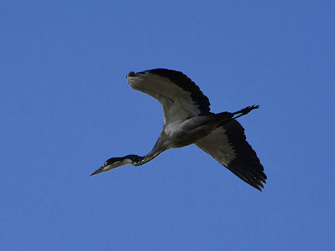 Black-headed Heron - Ardea melanocephala  Ardea melanocephala,Black-headed Heron,Cape Town,Fall,Geotagged,Heron,South Africa