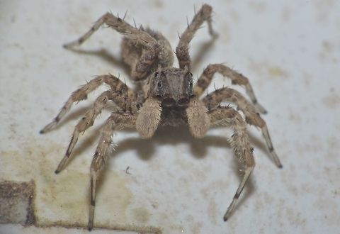 Spider  Fall,Geotagged,Hong Kong,Portia labiata,Spider,Tai Po,labiata