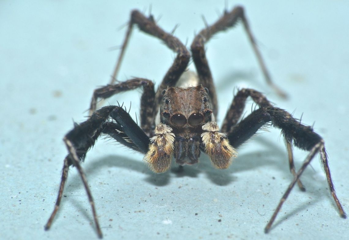 Spider  Fall,Geotagged,Hong Kong,Portia labiata,Spider,Tai Po,labiata