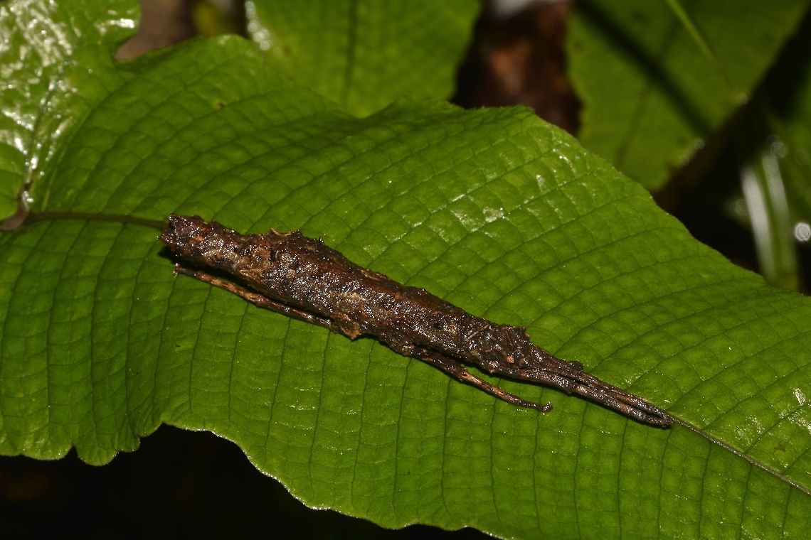 Stick Insect, Phasmid - Pylaemenes guangxiensis This Female Phasmid - Pylaemenes guangxiensis was first described from mainland China and eventually, similar looking Phasmid were also found in Hong Kong Island itself and described as Pylaemenes hongkongensis.<br />
However, further publications have identified both to be the same, thus Pylaemenes hongkongensis is considered a synonym of Pylaemenes guangxiensis. Fall,Geotagged,Hong Kong,Phasmid,Pylaemenes guangxiensis,Stick Insect,Tai Po