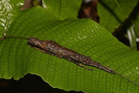 Stick Insect, Phasmid - Pylaemenes guangxiensis This Female Phasmid - Pylaemenes guangxiensis was first described from mainland China and eventually, similar looking Phasmid were also found in Hong Kong Island itself and described as Pylaemenes hongkongensis.
However, further publications have identified both to be the same, thus Pylaemenes hongkongensis is considered a synonym of Pylaemenes guangxiensis. Fall,Geotagged,Hong Kong,Phasmid,Pylaemenes guangxiensis,Stick Insect,Tai Po