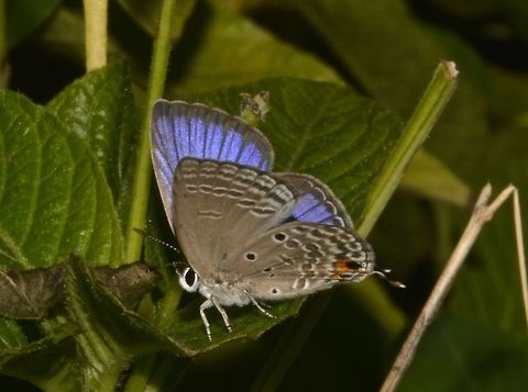 Plains Cupid - Chilades pandava  Butterfly,Chilades pandava,Fall,Geotagged,Hong Kong,Plains Cupid,Tai Po