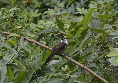 Red-Whiskered Bulbul - Pycnonotus jocosus  Fall,Geotagged,Hong Kong,Pycnonotus jocosus,Red Whiskered Bulbul,Victoria Peak