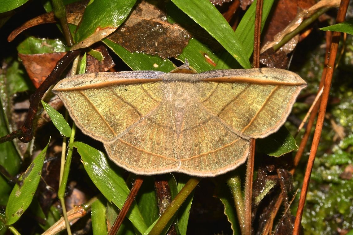 Moth - Entomogramma fautrix  Entomogramma fautrix,Fall,Geotagged,Hong Kong,Moth,Tai Po