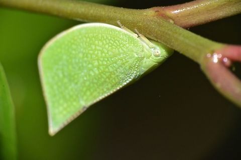 Green Hopper  Fall,Geotagged,Hong Kong,Hopper,Lawana imitata,Tai Po