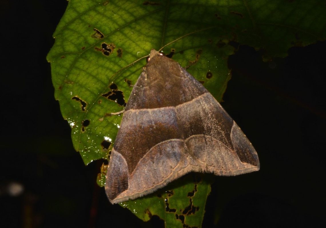 Moth - Dysgonia stuposa  Dysgonia stuposa,Fall,Geotagged,Hong Kong,Moth,Tai Po