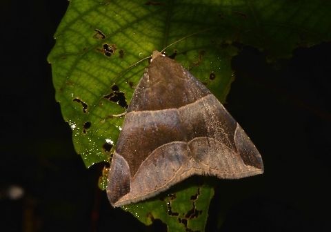 Moth - Dysgonia stuposa  Dysgonia stuposa,Fall,Geotagged,Hong Kong,Moth,Tai Po