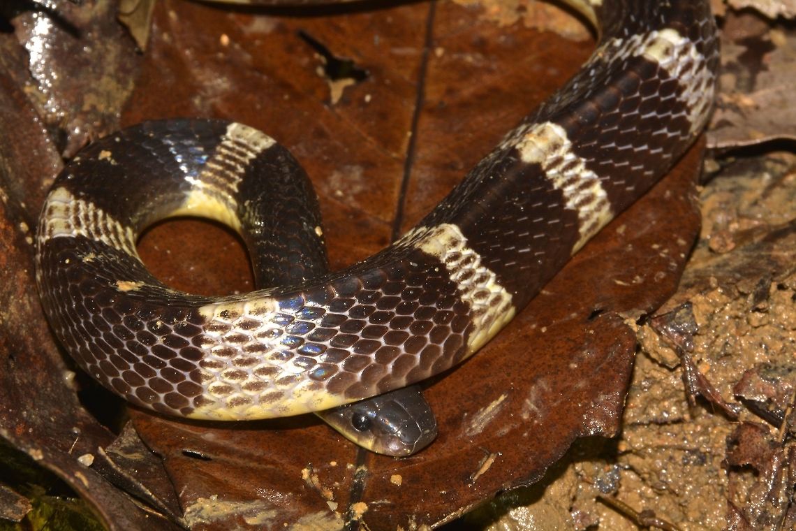 I'm Shy Although this Many-Banded Krait is highly venomous, they are actually very timid. Saw 2 of them during my night walk at Tai Po Kau Forest Reserve and I wasn't familiar with this Snakes if its venomous or not.<br />
Both Snakes quickly coiled up when I approached for closer pictures and will hide its face/head under its body.<br />
<br />
If I had known this Snakes were highly venomous, I wouldn't have approached for this pictures! Bungarus multicinctus,Fall,Geotagged,Hong Kong,Many-banded krait,Tai Po