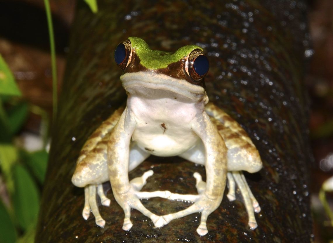 I'm Proud A beautiful Green Cascade Frog - Rana livida, posing proudly. Fall,Geotagged,Green Cascade Frog,Green mountain frog,Hong Kong,Odorrana livida,Tai Po